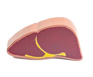 wooden liver 1200x